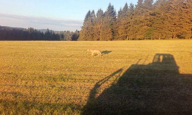 Ein Wolf ist am Fahrenberg in Breitnau gesehen worden.  | Foto: Moritz Schuler