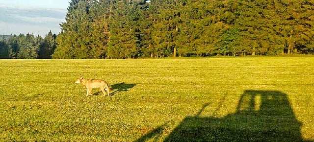 Ein Wolf ist am Fahrenberg in Breitnau gesehen worden.  | Foto: Facebook/Badische Bauernzeitung