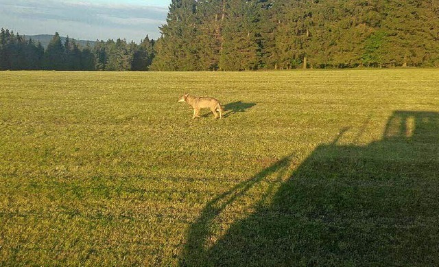 Ein Wolf ist am Fahrenberg in Breitnau gesehen worden.  | Foto: Moritz Schuler