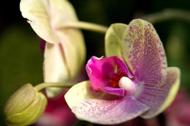 Orchideen im Taubergießen ausgegraben: Mensch oder Wildschwein?