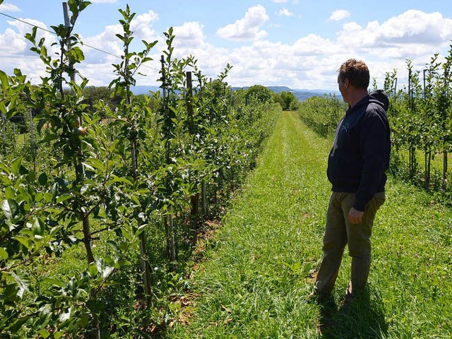 Wochen nach dem Frost: Wohin Alexander...schaut, an den Bumen hngt kein Obst.  | Foto: Horatio Gollin