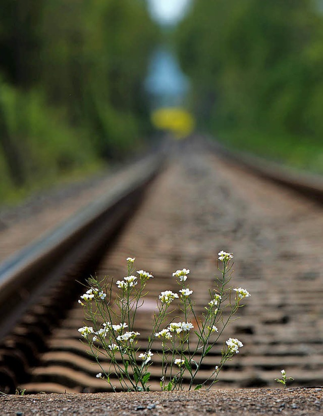 Als die GDL zum Streik aufrief, ging bei der Bahn nichts mehr.  | Foto: dpa