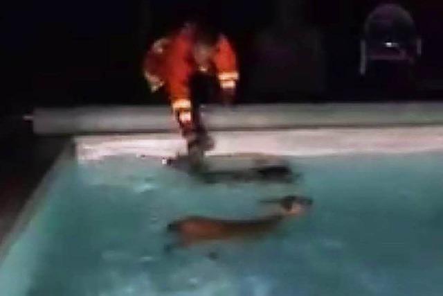 Feuerwehr rettet Rehe aus Swimmingpool