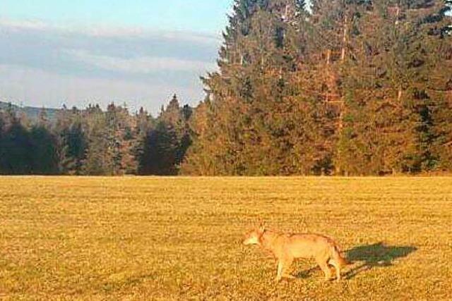 Toter Wolf aus dem Schluchsee wird in Berlin obduziert