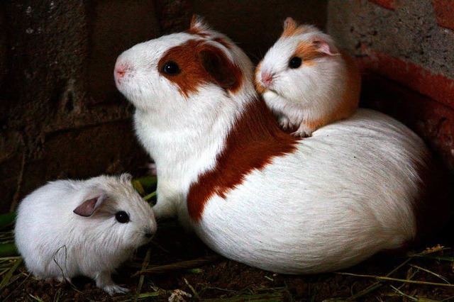 Meerschweinchenfamilie   | Foto: afp