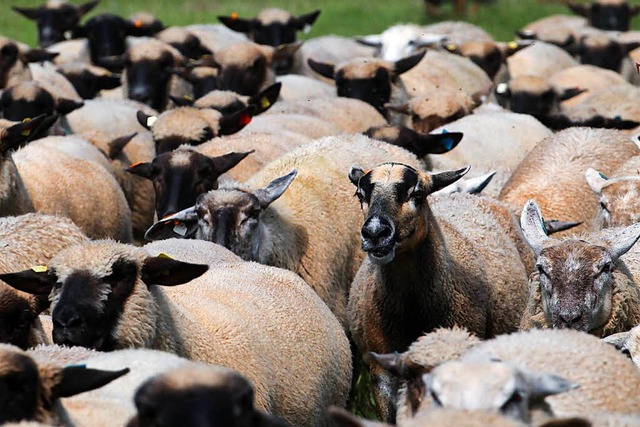 Mit der Cleverness der Polizei hatten ...ten wohl nicht gerechnet (Symbolbild).  | Foto: DPA