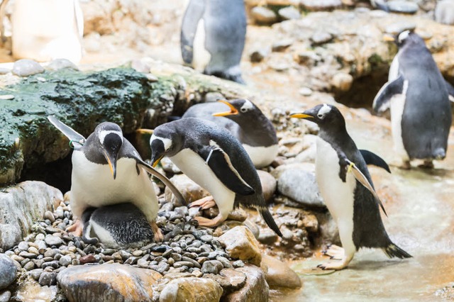 Die Eselspinguine sollen ins neue Ozeanium umziehen.  | Foto: Zoo Basel (Torben Weber)