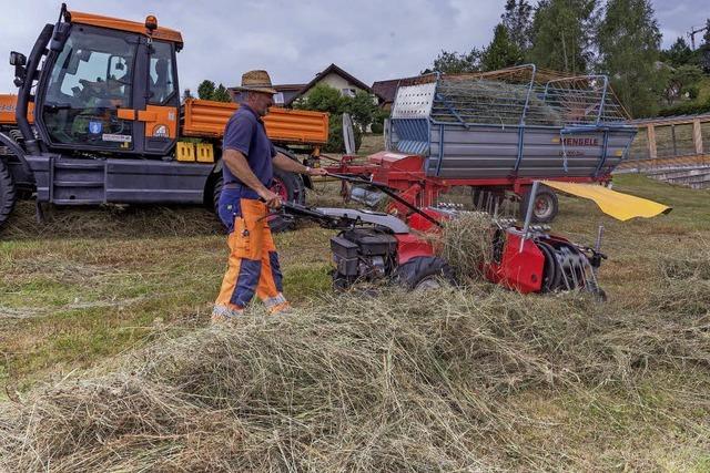 Pflanzenwelt wird vielfltiger