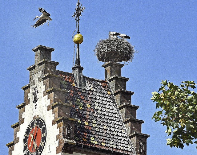 Erste Flugstunden nehmen die vielen Ju...s Neudingen verzeichnet  einen Rekord.  | Foto: Jochen Hahne