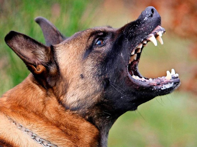 Ein streunender Hund treibt im  Bereich der Olpenhtte sein Unwesen (Symbolbild)  | Foto: dpa
