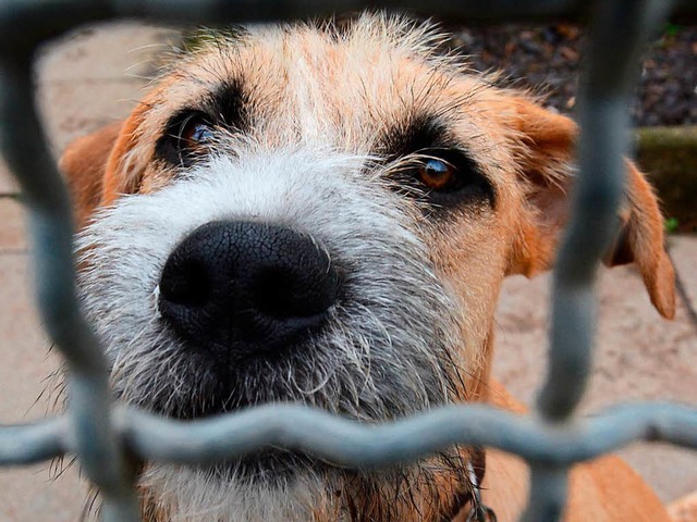 Hund in einem Stuttgarter Tierheim wartet auf ein neues Zuhause.   | Foto: dpa