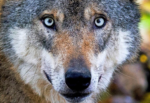 Viel Aufmerksamkeit hat das Thema Wolf im Netz erregt.   | Foto: Dpa