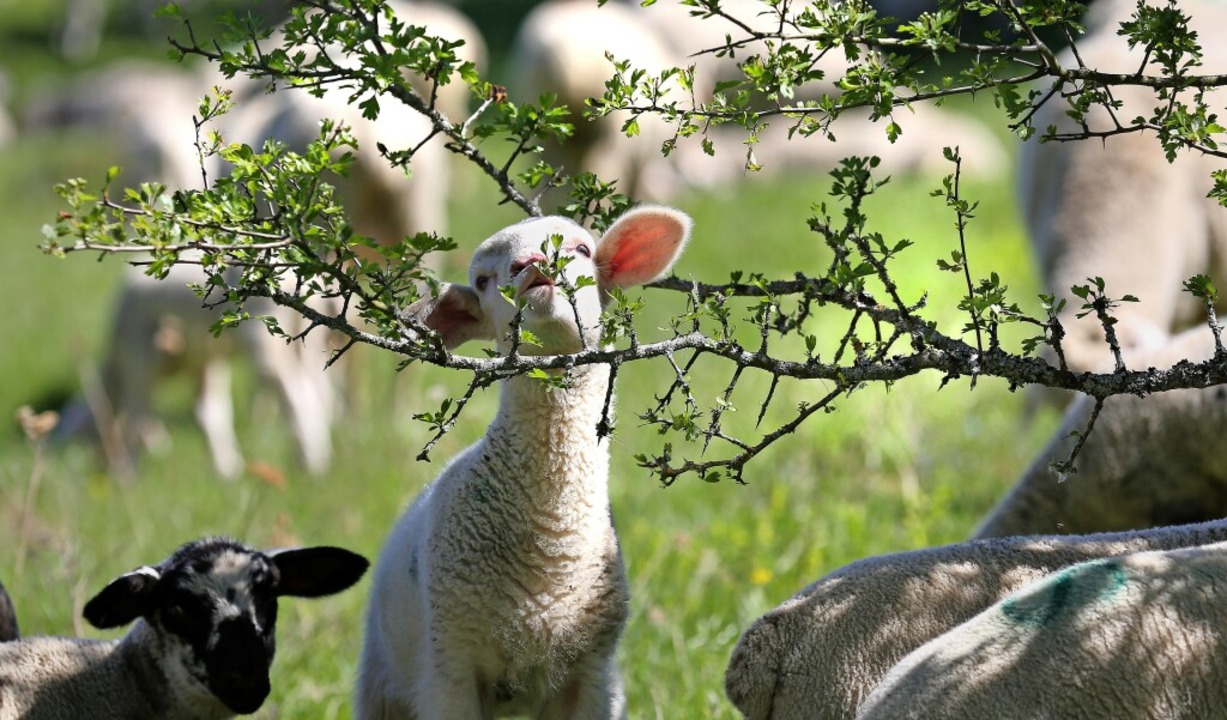Schafe prägen das Biosphärengebiet Schwäbische Alb  | Foto: Thomas Warnack
