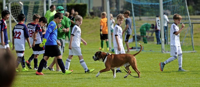 Der will doch auch nur spielen &#8211;...inen beim Sportfest des FSV Seelbach.   | Foto: Bettina Schaller