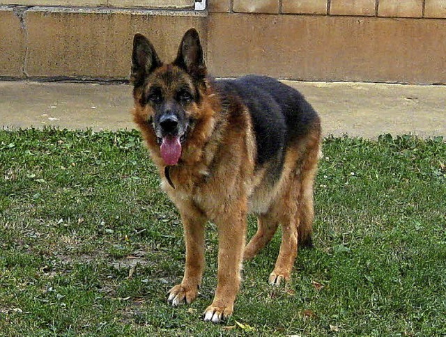 Schferhund Arno   | Foto: Privat