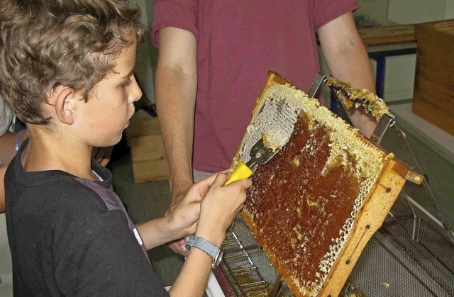 Schler der Hugo-Hfler-Schule ernteten ihren eigenen Honig.   | Foto: privat