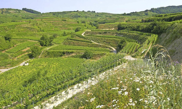 Reinhold Treiber freut sich, dass im I...uf die Natur keine Rcksicht genommen.  | Foto: Schoenen (3)/Pragher (1)