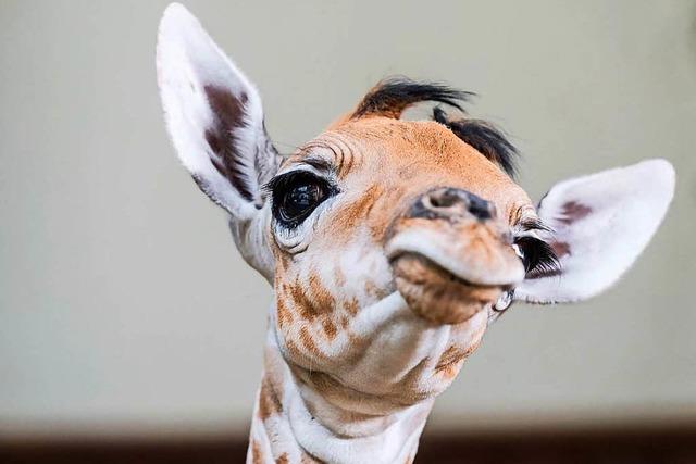 Giraffen-Nachwuchs: Groer Kleiner im Basler Zoo