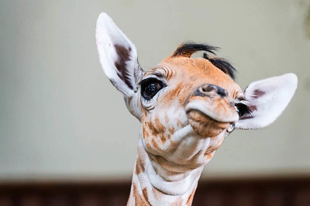 Osei ist zwei Meter gro und 80 Kilogramm schwer.  | Foto: Zoo Basel (Torben Weber)