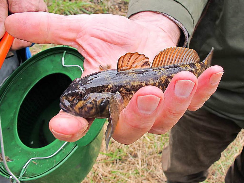 Problemfisch Schwarzmeergrundel  | Foto: Jutta Schtz