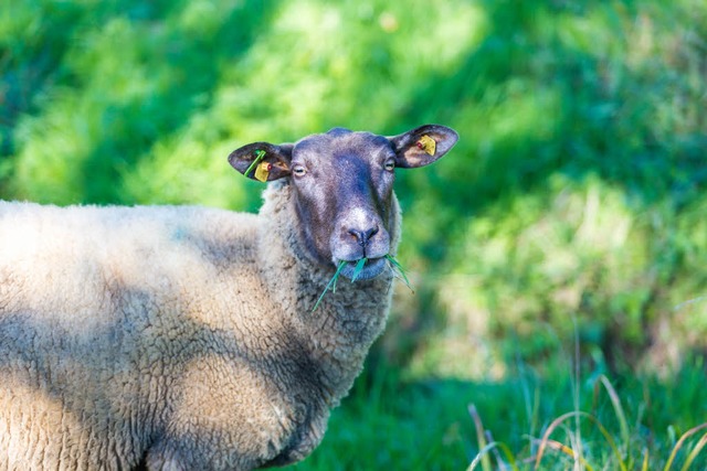 Schafe als Rasenmher werden in Basel eingesetzt.  | Foto: Carlotta Huber