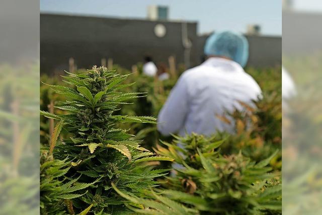Uruguay ist das erste Land, das Anbau und Verkauf von Marihuana verstaatlicht
