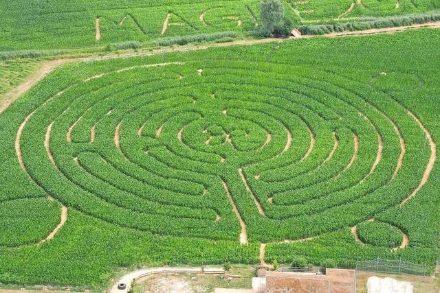 Das Maisfeldlabyrinth Opfingen in Opfingen ist wieder auf