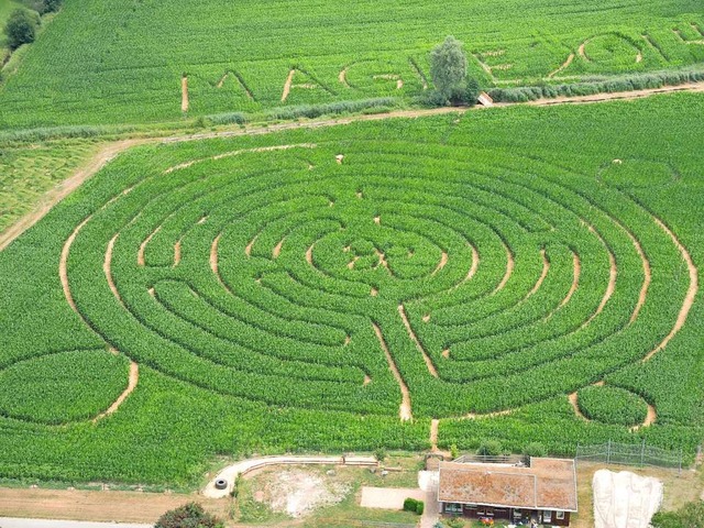 Das Maisfeld-Labyrinth bei Opfingen  | Foto: Veranstalter