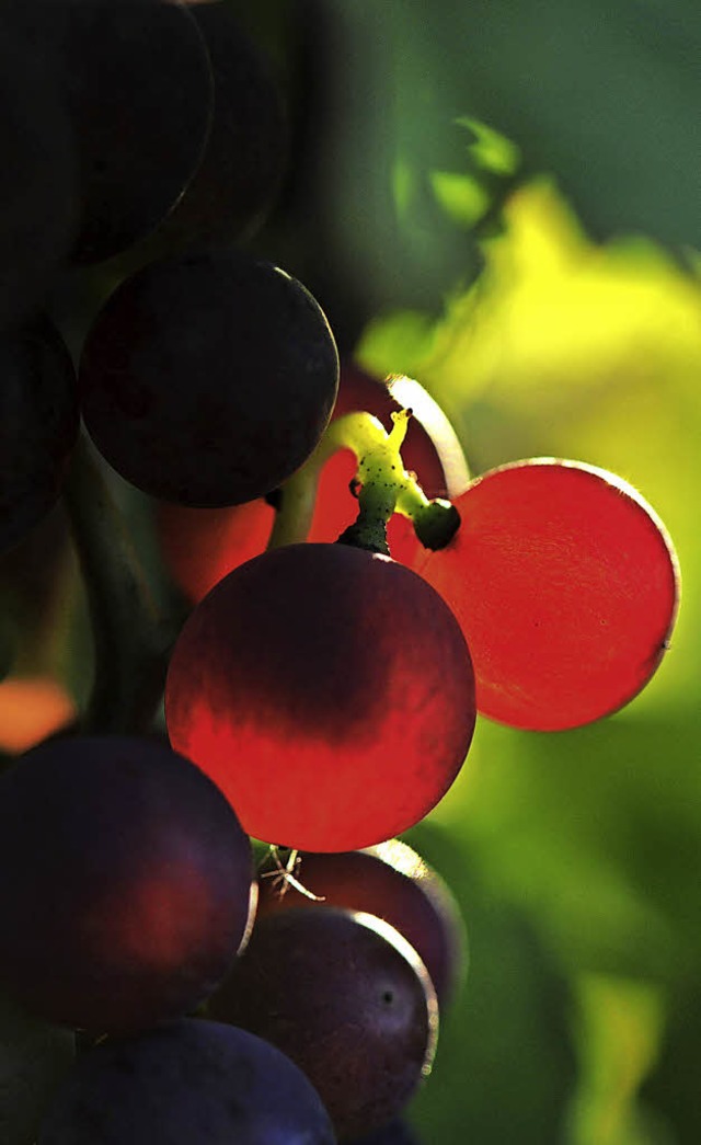 Aus pilzwiderstandsfhigen Traubensorten knnen gute Weine entstehen.  | Foto: Andrea Schiffner