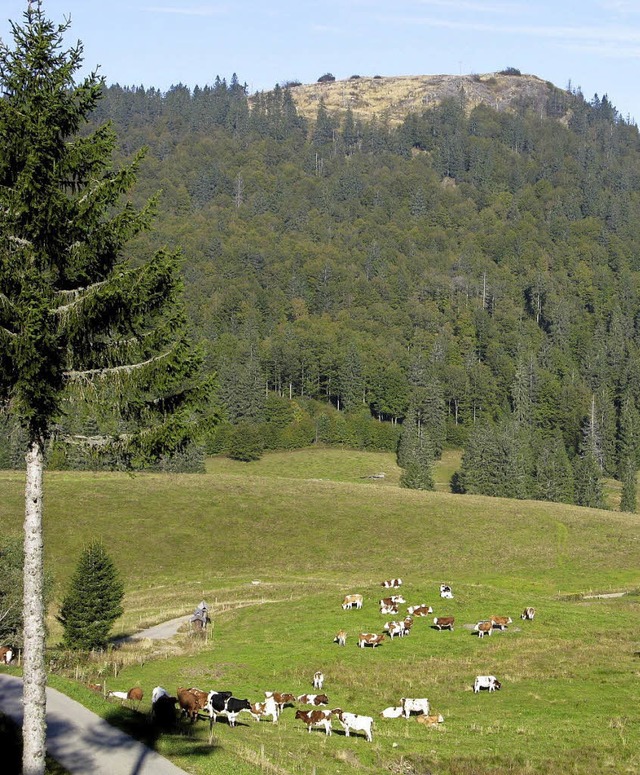 Die Nachfrage nach Bioweiderind steigt... Gewerbegebiet Weierle gebaut werden.   | Foto: Ulrike Spiegelhalter