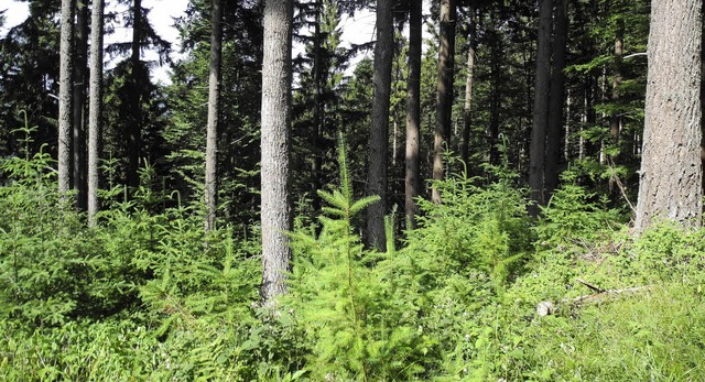 Unter den hohen Wipfeln wchst die nchste Generation des Waldes heran.  | Foto: Sigrid Umiger