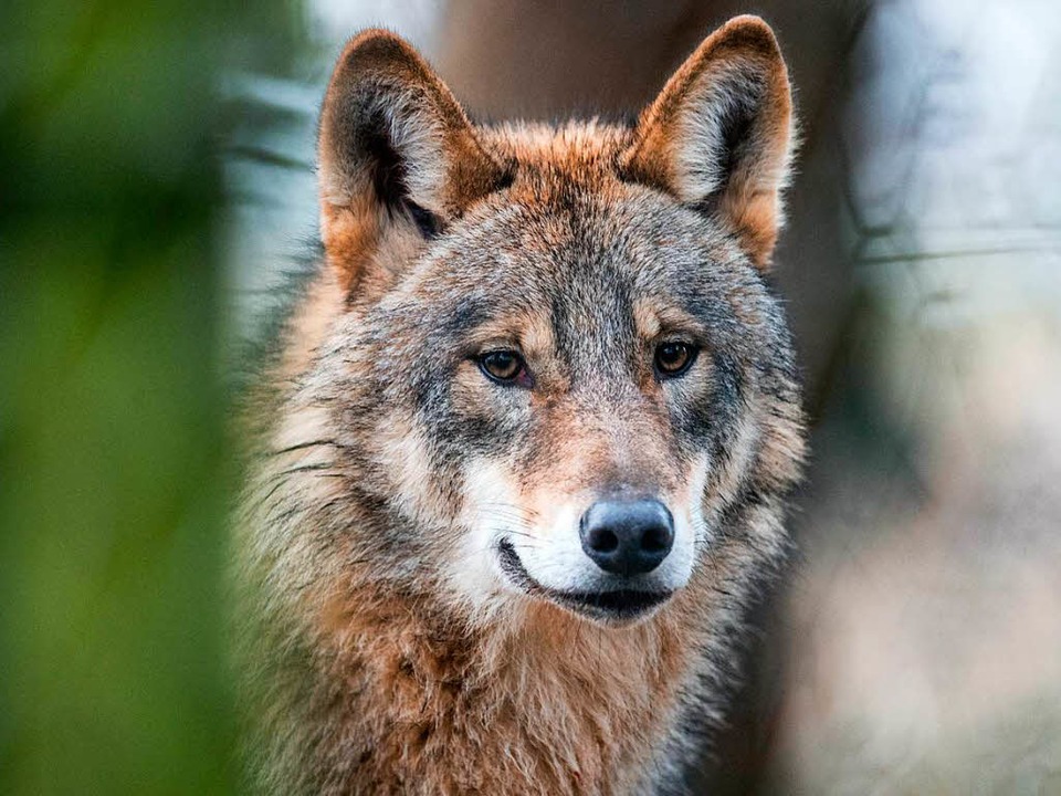 Der tote Wolf aus dem Schluchsee stammt aus Niedersachsen.  | Foto: dpa