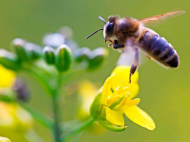 Eine Biene bestubt Raps  | Foto: Michael Reichel