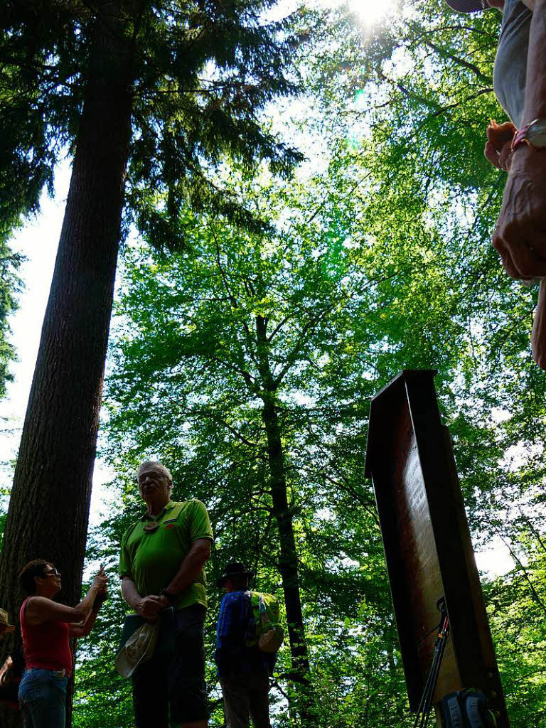 Zwischenstopp an der Albin-Kurtz-Douglasie, dem hchsten Baum – mindestens – im Landkreis Emmendingen. Nach 125 Jahren hat er eine Hhe von 66 Metern erreicht.