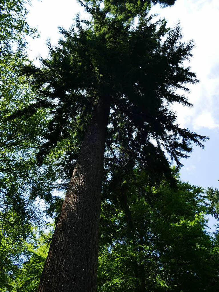 Zwischenstopp an der Albin-Kurtz-Douglasie, dem hchsten Baum – mindestens – im Landkreis Emmendingen. Nach 125 Jahren hat er eine Hhe von 66 Metern erreicht.