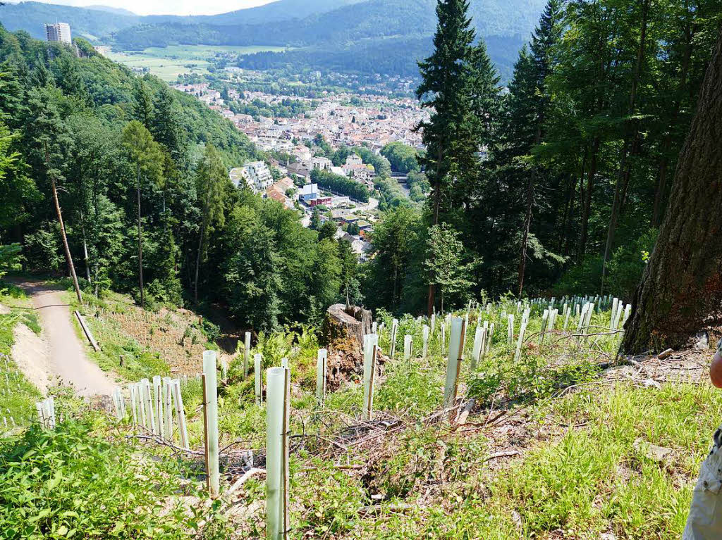 Neuanpflanzungen oberhalb von Waldkirch. Links oben im Bild die Kastelburg.