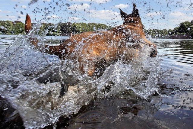 Die Hundstage bringen meist Hitze