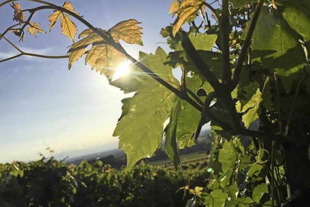 Verunsicherung im Weinberg