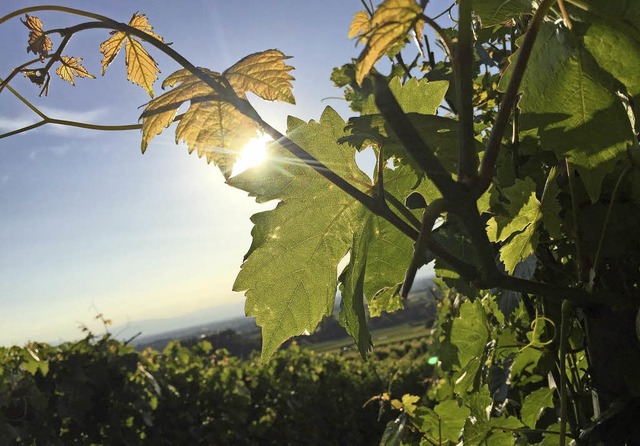 Die Arbeit im Weinberg kann gefhrlich...sfragen bei der Schdlingsbekmpfung.   | Foto: Jonas Hirt