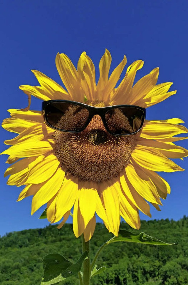 Sonnenblume dekoriert mit einer Sonnenbrille.  | Foto: Wilfried Promesberger