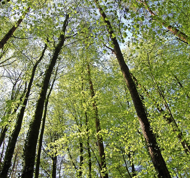 Im Waldshuter Kreistag wurde der Wald ... zeigt den Gemeindewald in Kssaberg.   | Foto: Archivfoto: Liselotte Noth