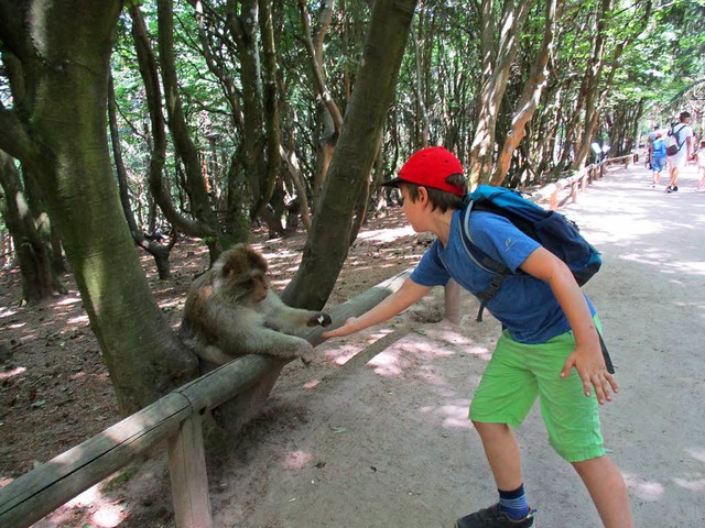 Ferien im Affenwald: Der siebenjhrige...ttert Affen im elsssischen Kintzheim.  | Foto: Marianne Br-Gendron