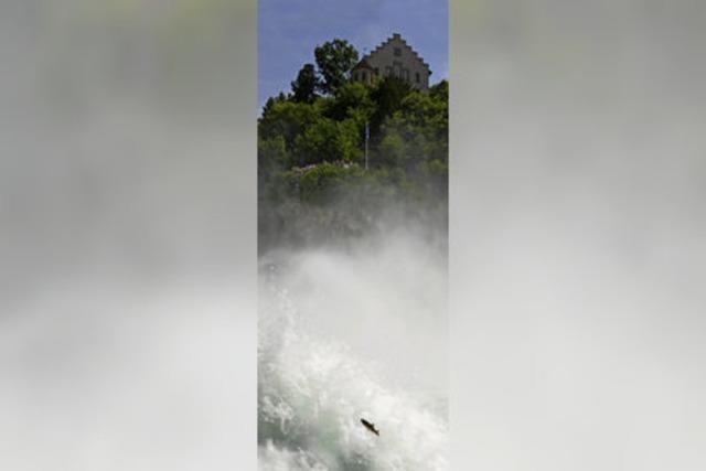 Rheinfall Schaffhausen