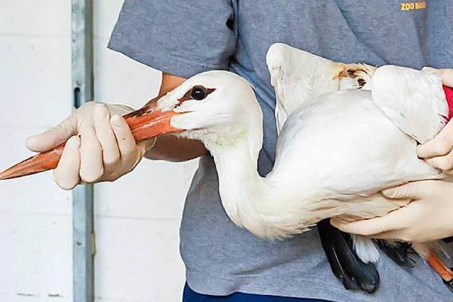 Der Zoo Basel pppelt einen Pech-Storch auf