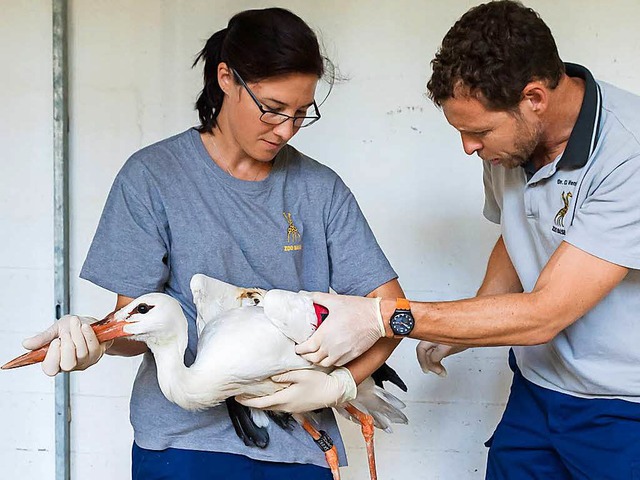 Tierrzte legen dem  Storch am linken ...ochener Elle einen Schienenverband an.  | Foto: Zoo Basel (Torben Weber)