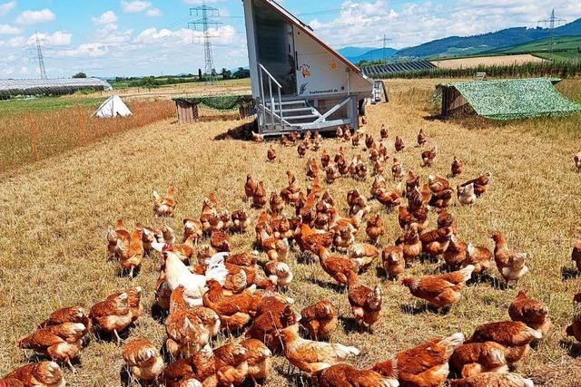 Landwirt gerät mit Hühnermobil in Mühlen der Bürokratie