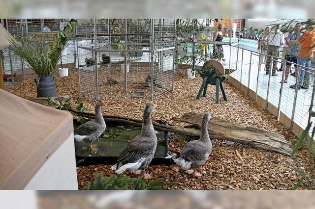 Jungtierschau mit Pokalschau mehrerer Kleintierzuchtvereine in Reute