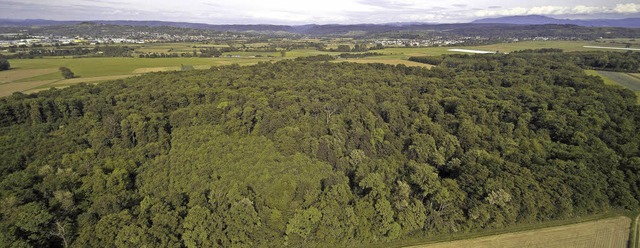 Der Johanniterwald westlich der Autoba...echts im Hintergrund) einzuschrnken.   | Foto: Michael Saurer