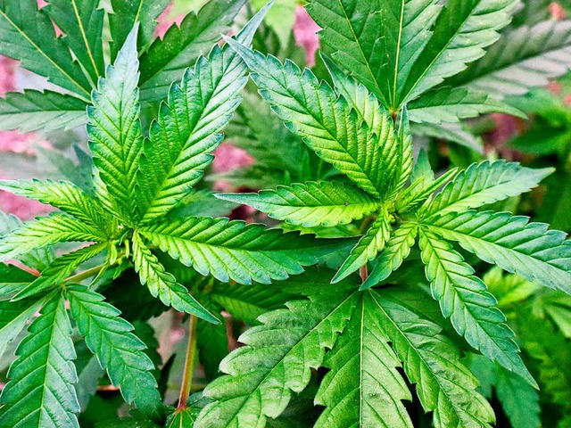Die Cannabispflanze hat je nach Sorte ...n Gehalt der Bestandteile THC und CBD.  | Foto: dpa