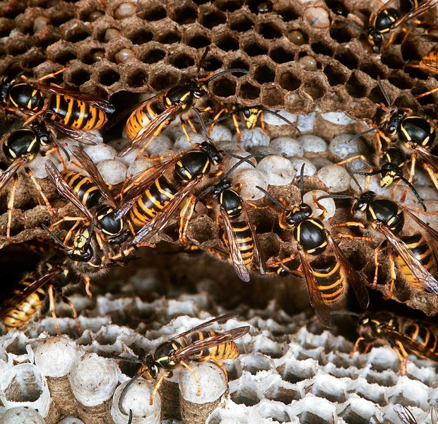 Ein Kammerjger musste das Nest entfernen.   | Foto: Symbolbild: dpa